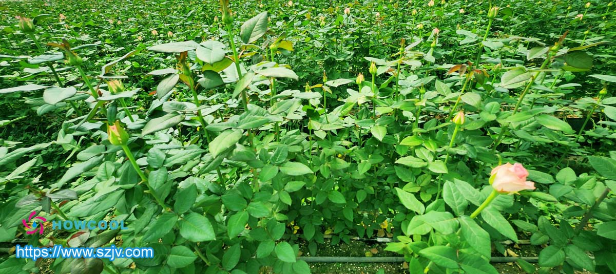 حفظ الزهور الطازجة