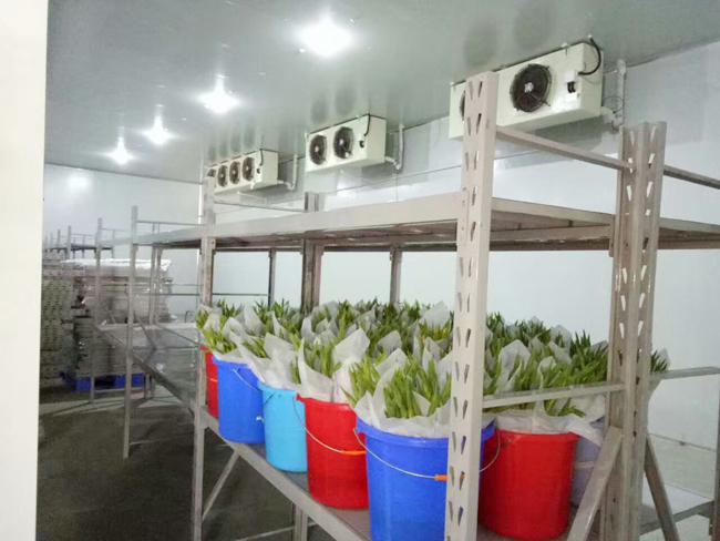 Fresh-Flower-Preservation-Refrigerator4 ثلاجة حفظ الزهور الطازجة4