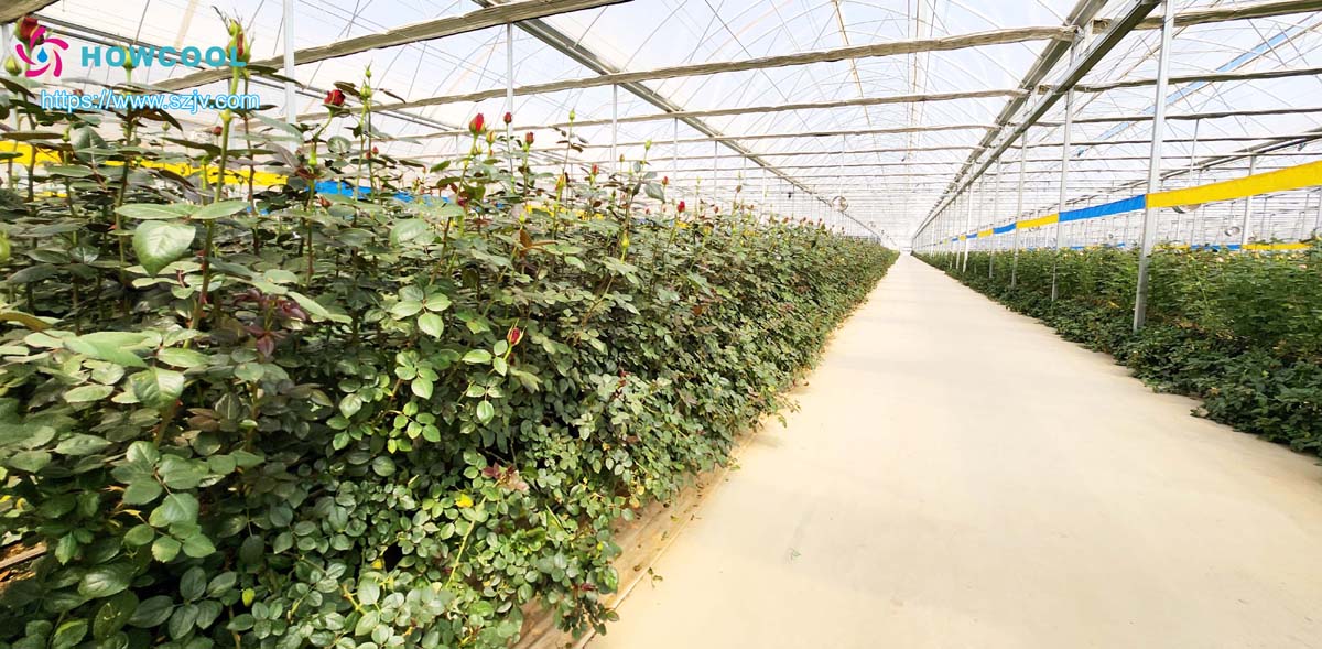 تكنولوجيا المعالجة بالسلسلة الباردة للزهور الطازجة