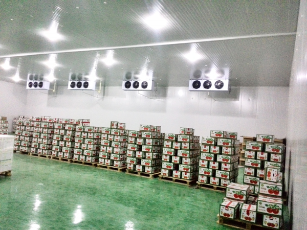 Cold-Storage8 التخزين البارد8