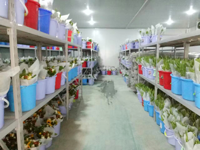 Fresh-Flower-Preservation-Refrigerator6 ثلاجة حفظ الزهور الطازجة6
